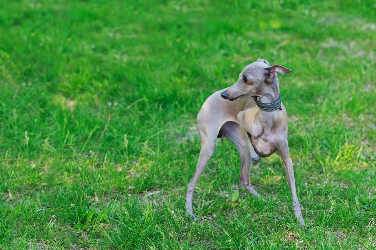 Pludseligt, voldsomt vægttab hos din hund er et af de mest almindelige symptomer på mave-tarmkræft. Kilde: Reader’s Digest. Arkivfoto.