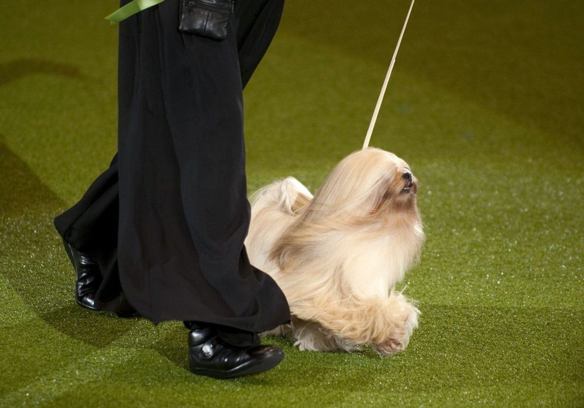 Lhasa Apso. Forventet levetid: 14 år. Kilde: Danske Dyreinternater. Foto: Scanpix.
