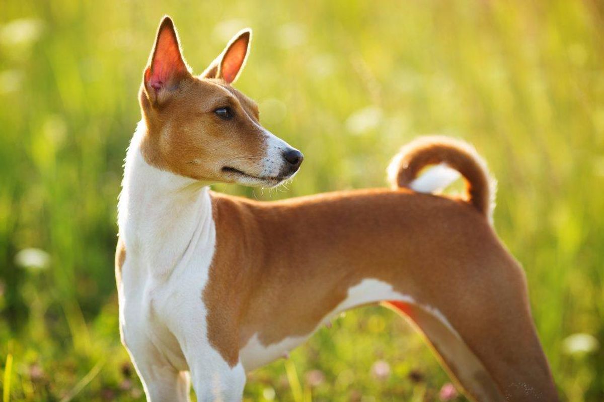 Basenji. Kilde: Reader’s Digest. Arkivfoto.