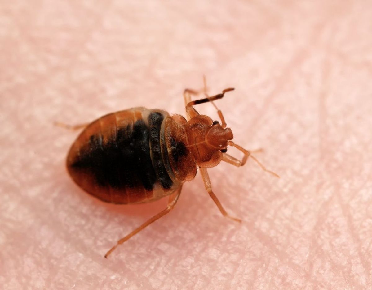 I Danmark er væggelus den eneste blodsugende tægeart. De bider sig dog ikke fast over længere tid på samme måde som flåter, og de kan ikke overføre nogen sygdomme til mennesker. Foto: Scanpix