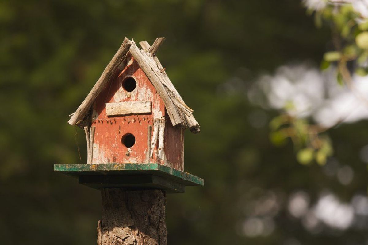 Råd nummer 7: Sæt fuglehuset tilpas højt, så katten har svært ved at komme derop. Det kan fx være på et skur. Foto: Scanpix