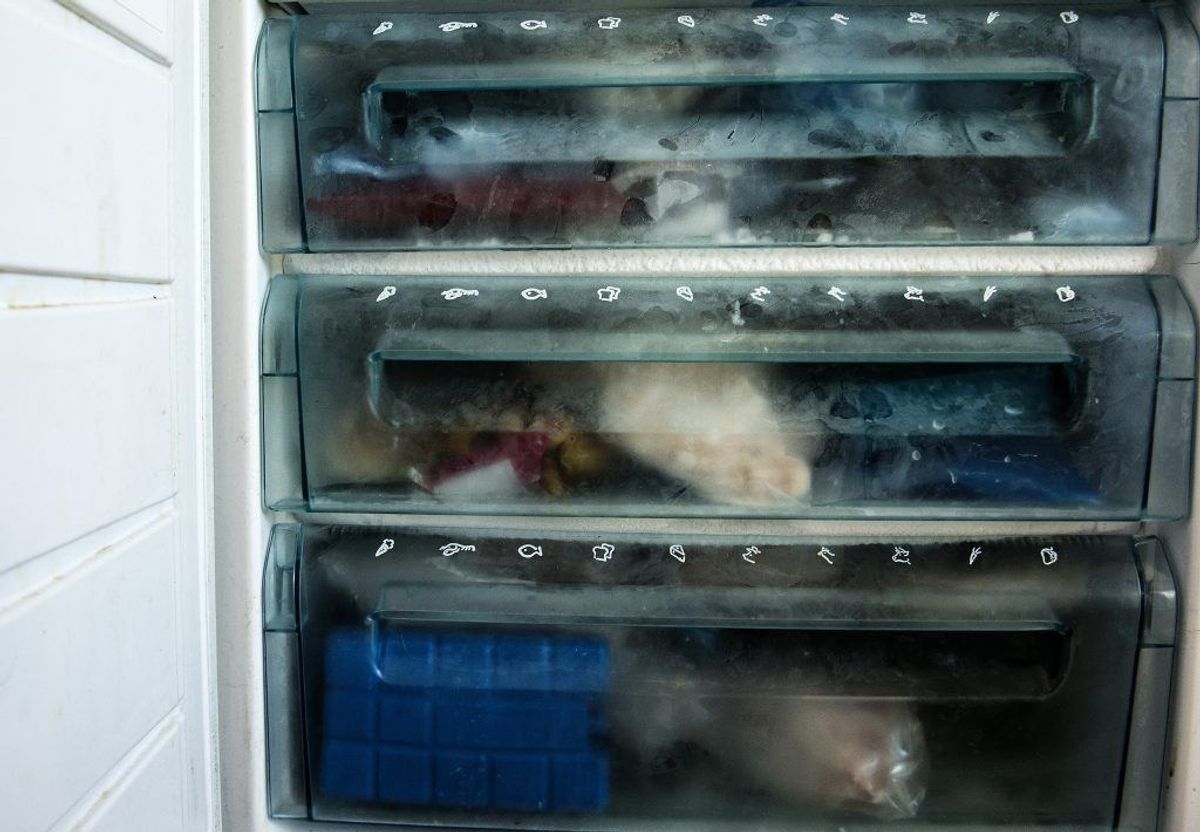 Der er en række madvarer, du sagtens kan komme i fryseren, selvom man måske ikke skulle tro det. KLIK VIDERE OG SE TI EKSEMPLER. Foto: Scanpix.