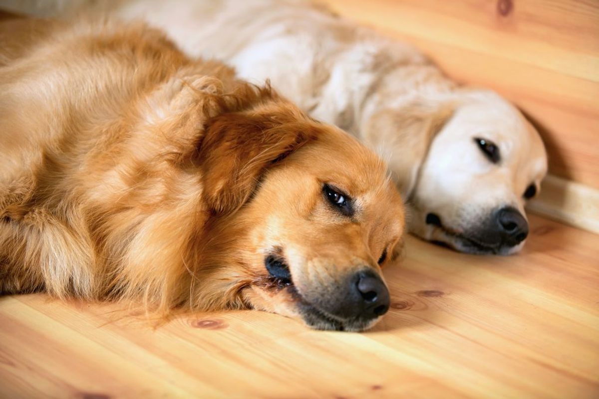 Træn hunden når den er træt – det kan være lige efter en gåtur. Foto: Colourbox.