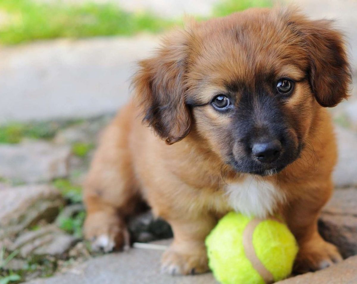 Når I træner, så gå kun tilbage til hunden, når den er rolig. Forsøg at ignorere den, hvis den bliver urolig. Foto: Colourbox.