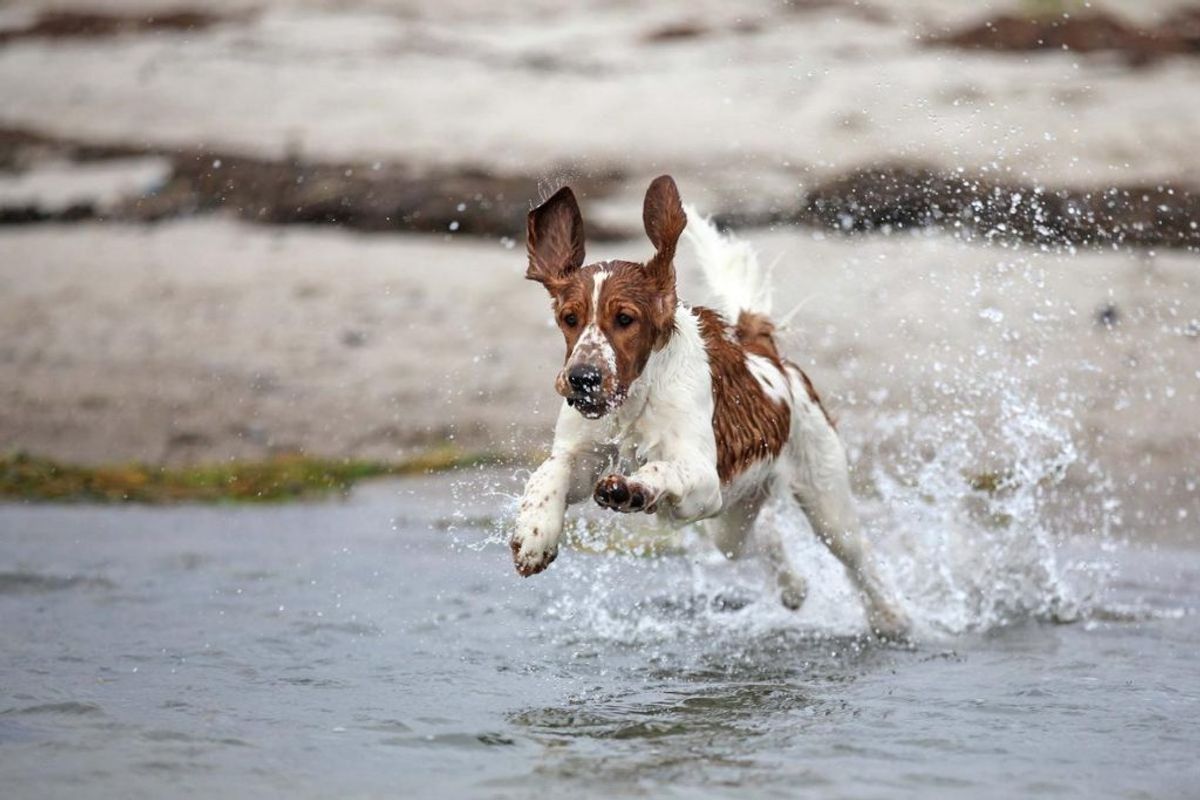 Hvis hunden bliver desperat, bør du gå tilbage til den og genoptage træningen på et senere tidspunkt. Foto: Colourbox.