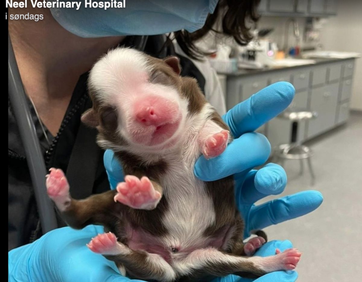 Hundehvalpen med de seks ben og to haler har det fint. Foto: Neel Veterinary Hospital