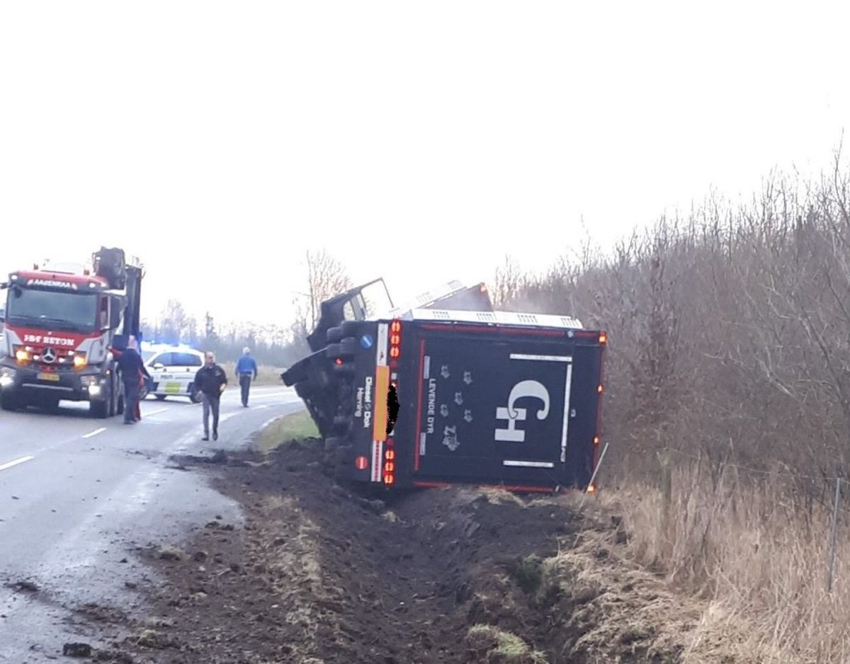 En svinetransport med 420 grise er væltet. Foto: Syd- og Sønderjyllands Politi