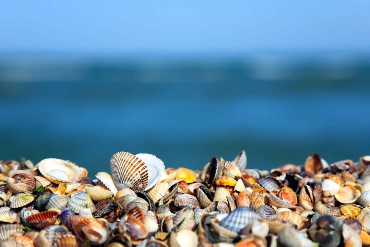Nu er der sat skilte op på stranden. Genrefoto.