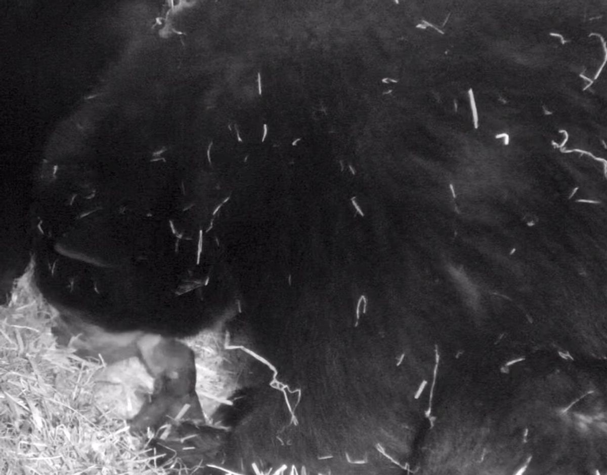Nyheden om ungen vakte jubel, også i USA. Foto: Givskud Zoo.