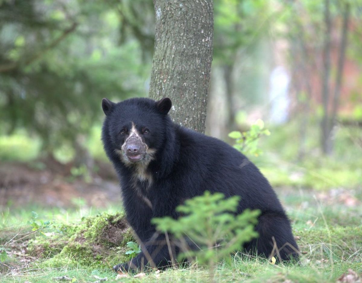 Det var lidt af en sensation, da Givskud Zoo kunne annoncere, at deres brillebjørnepar havde fået en unge. Foto: Givskud Zoo.