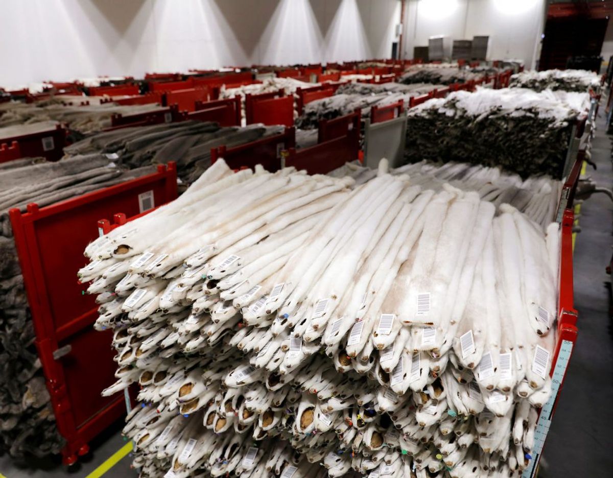 Hos Kopenhagen Fur sælger man millioner af danske minkskind. Foto. Scanpix
