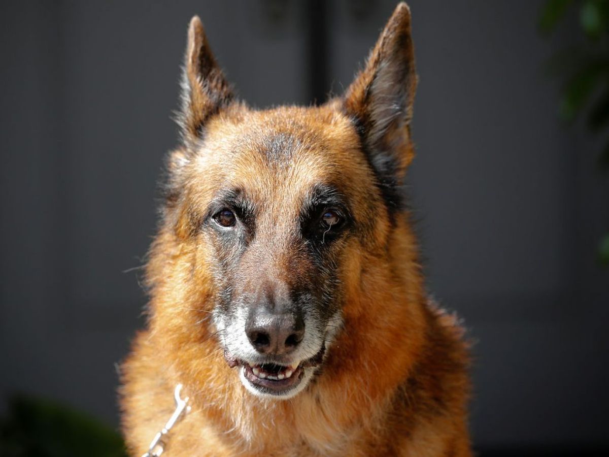 Den 78-åriges schæferhund skal nu aflives. Genrefoto: Scanpix.