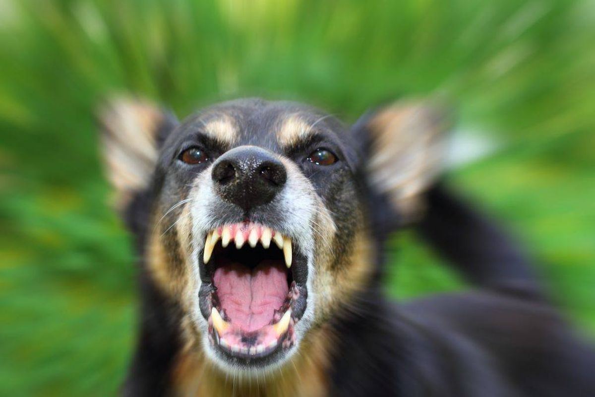 Der findes en række hunde, der er ulovlige i Danmark, fordi de er farlige. KLIK VIDERE OG SE, HVILKE HUNDERACER MAN IKKE MÅ HAVE I DANMARK. Arkivfoto: Scanpix
