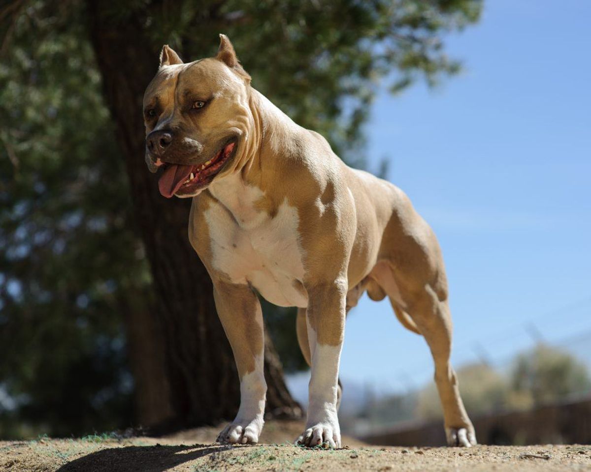Pitbull terrier. Foto: Scanpix