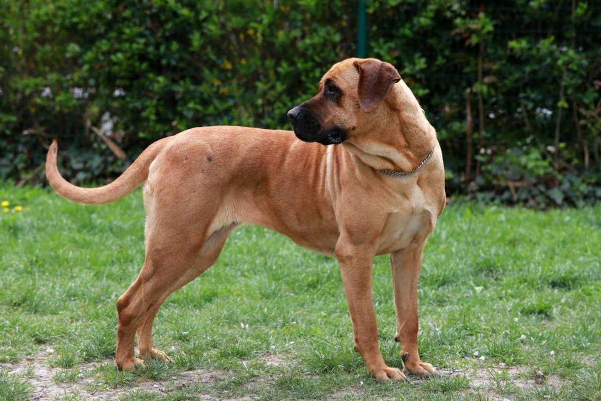 Tosa inu. Foto: Scanpix