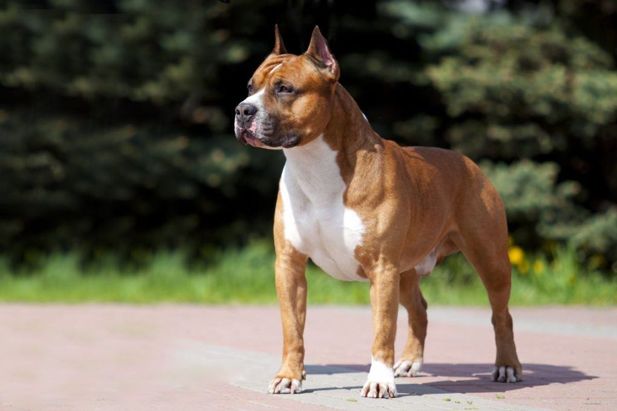 Amerikansk Staffordshire Terrier. Foto: Scanpix