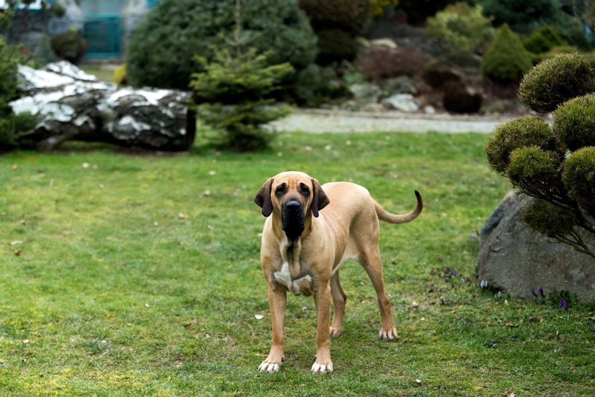 Fila brasileiro. Foto: Scanpix