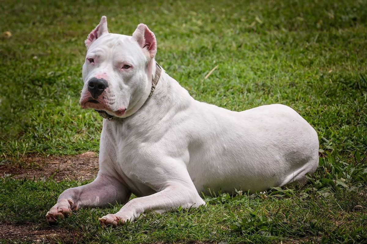 Dogo argentino. Foto: Scanpix