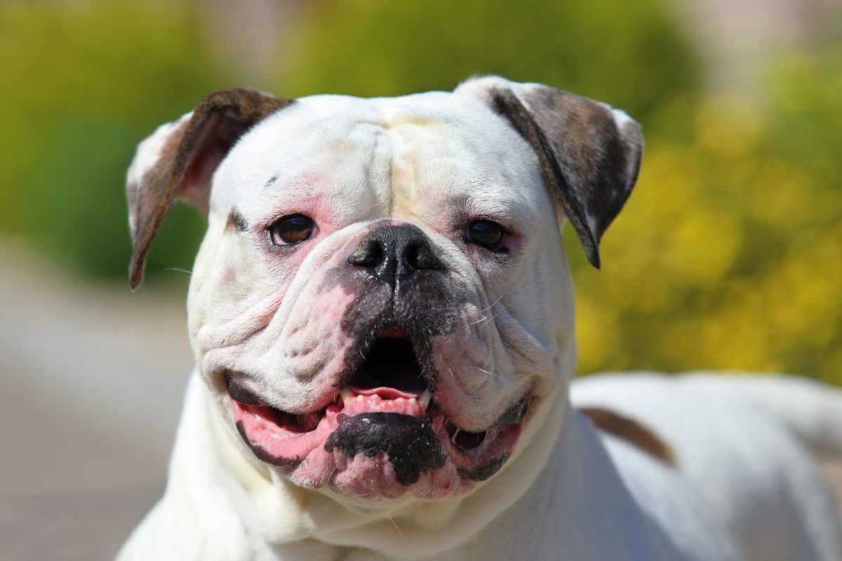 Amerikansk bulldog. Foto: Scanpix