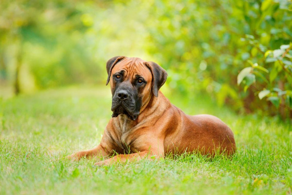 Boerboel. Foto: Scanpix