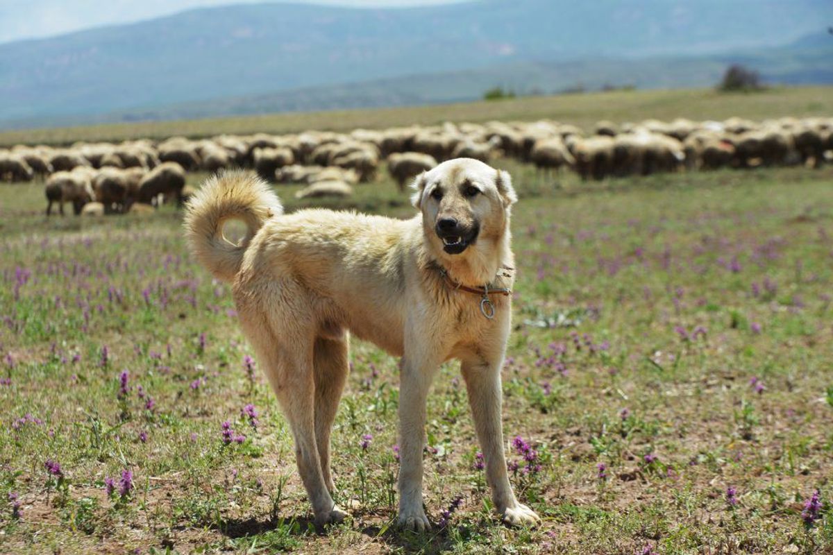 Kangal. Foto: Scanpix
