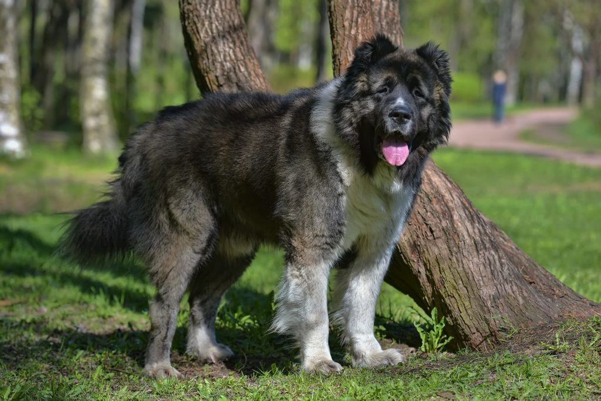 Kaukasisk ovtcharka. Foto: Scanpix