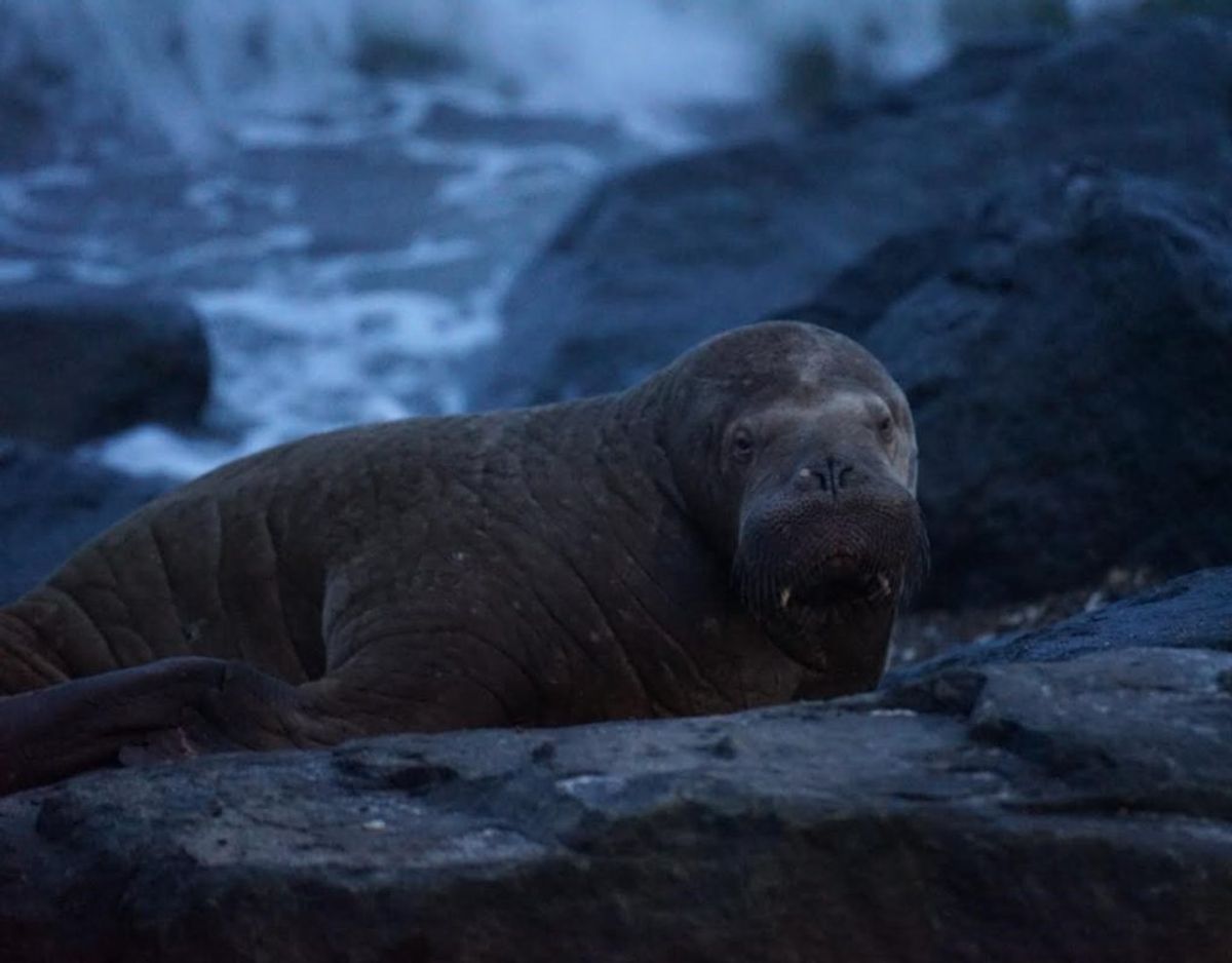 En hvalros har taget ophold på en strand ved Vorupør. KLIK FOR FLERE BILLEDER. Foto: Presse-fotos.dk