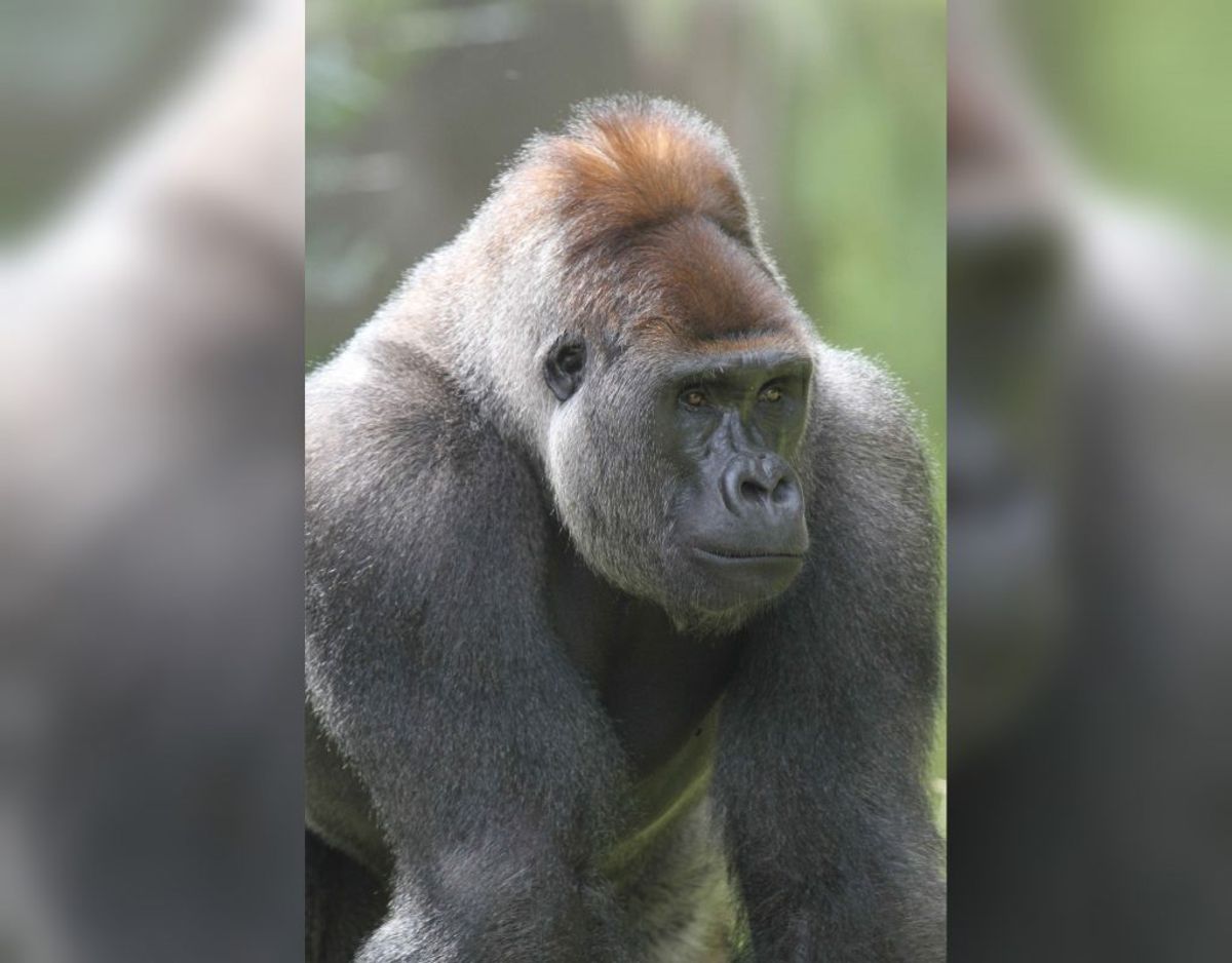 Her ses lederen af gorillaflokken, hangorillaen Kipenzi. Foto: Givskud Zoo.
