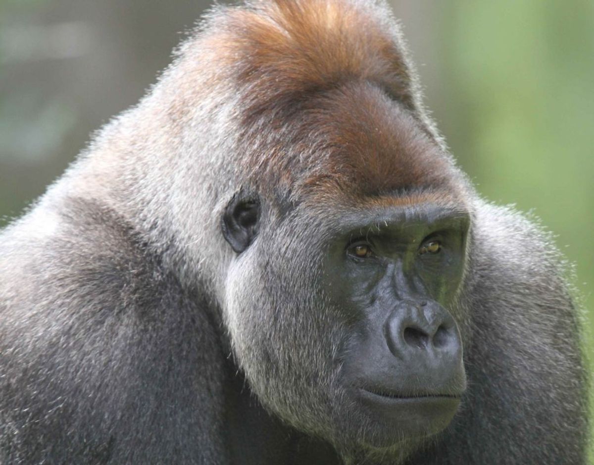 Når gorillaens vandgrav fryser til is, er den nødt til at blive indenfor. Foto: Givskud Zoo.