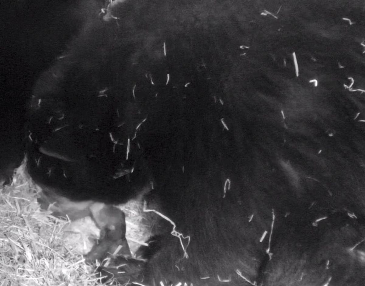 Sådan ser den ud, den ny brillebjørneunge. Foto: Givskud Zoo – Zootopia.