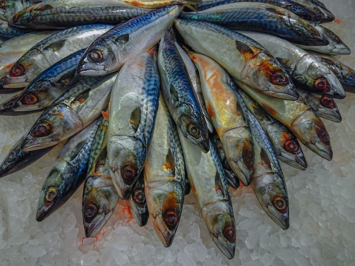 200 gram makrel. (Foto: Shutterstock)