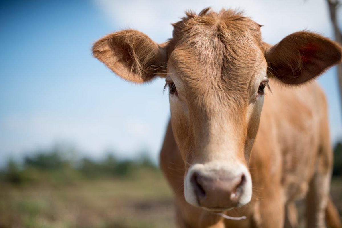 Samt kalvelever. (Foto: Shutterstock)