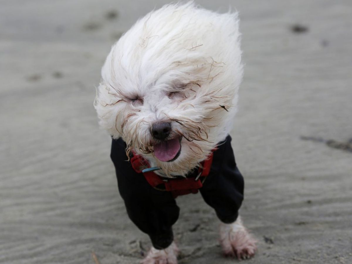 På plads 4 er en Coton de tulear. Foto: Kieran Doherty/Scanpix.