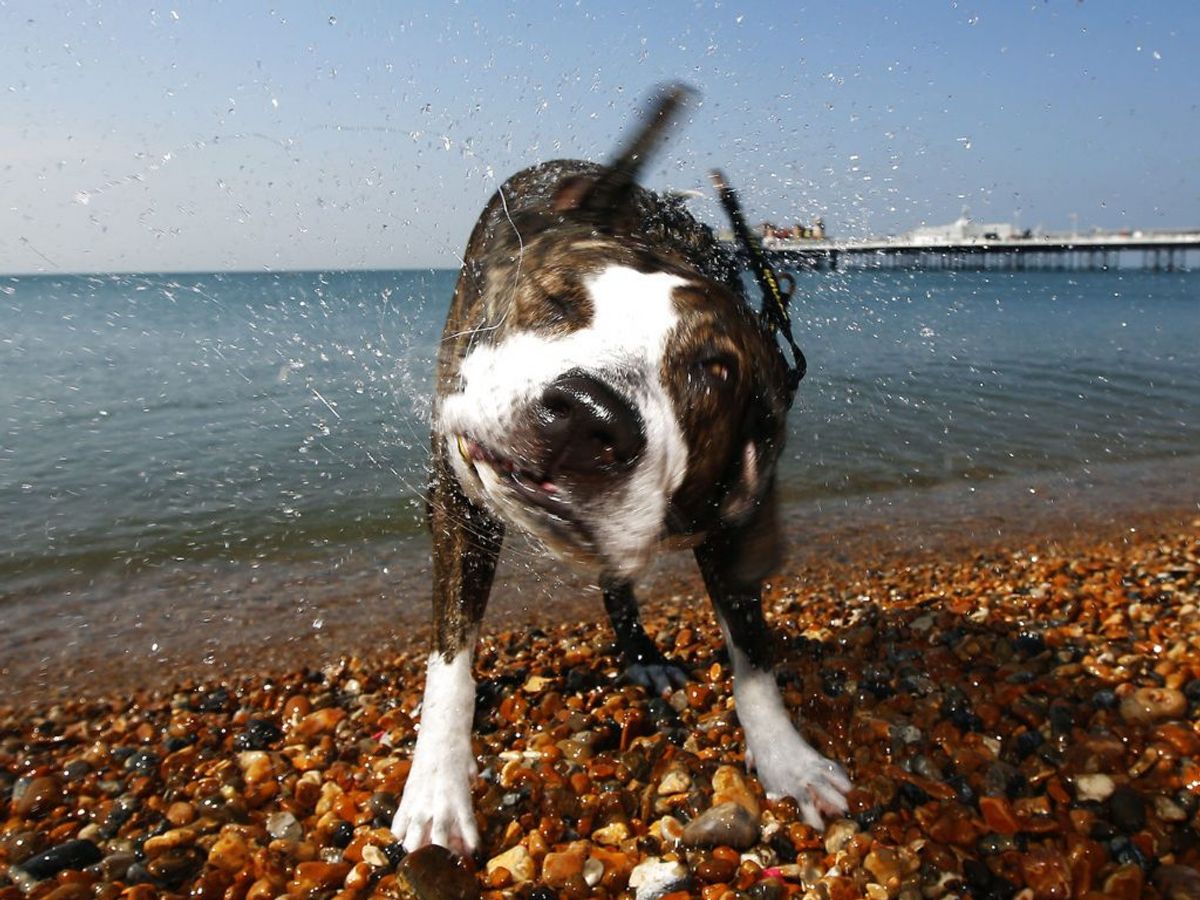 På 10. pladsen over de mest populære hunde er Staffordshire bull terrier. KLIK og se listen – en ny ligger på førstepladsen. Foto: Luke MacGregor/Scanpix.