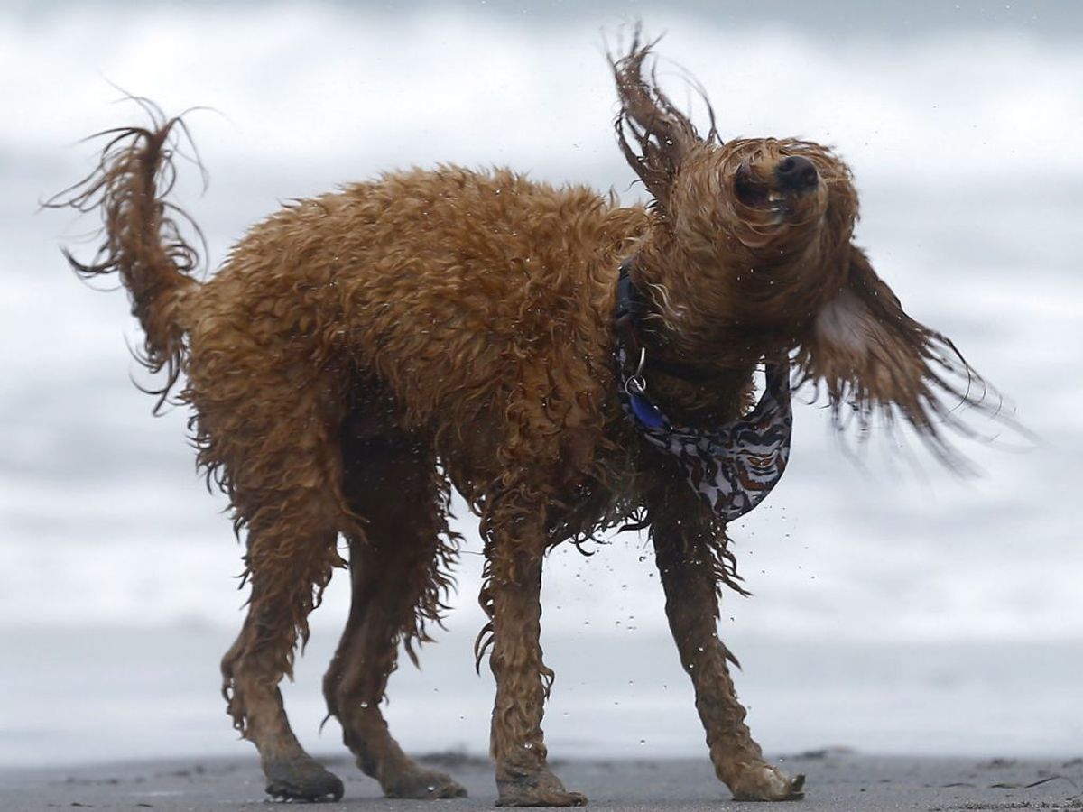 Nummer 9 er en Labradoodle. Foto: Mike Blake/Scanpix.