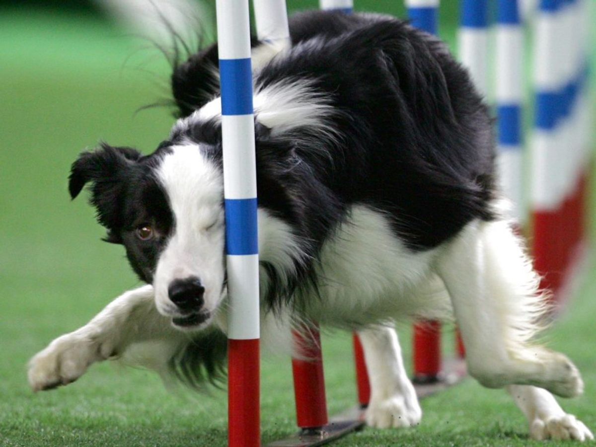 Border collieen ligger på plads nummer 8. Foto: Kimimasa Mayama/Scanpix