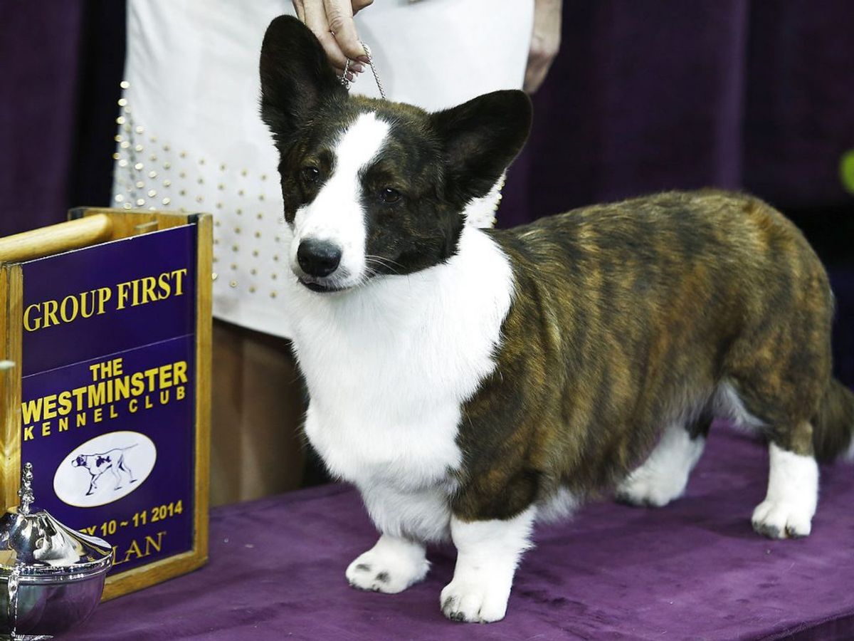 Welsh corgi cardigan er som nummer 7 ny på listen. En hyrdehund, der oprindeligt har været brugt til at passe køer og får, men nu til dags er det mere familiens børn, den passer, end dyrene på gården.. Foto: Eduardo Munoz/Scanpix.