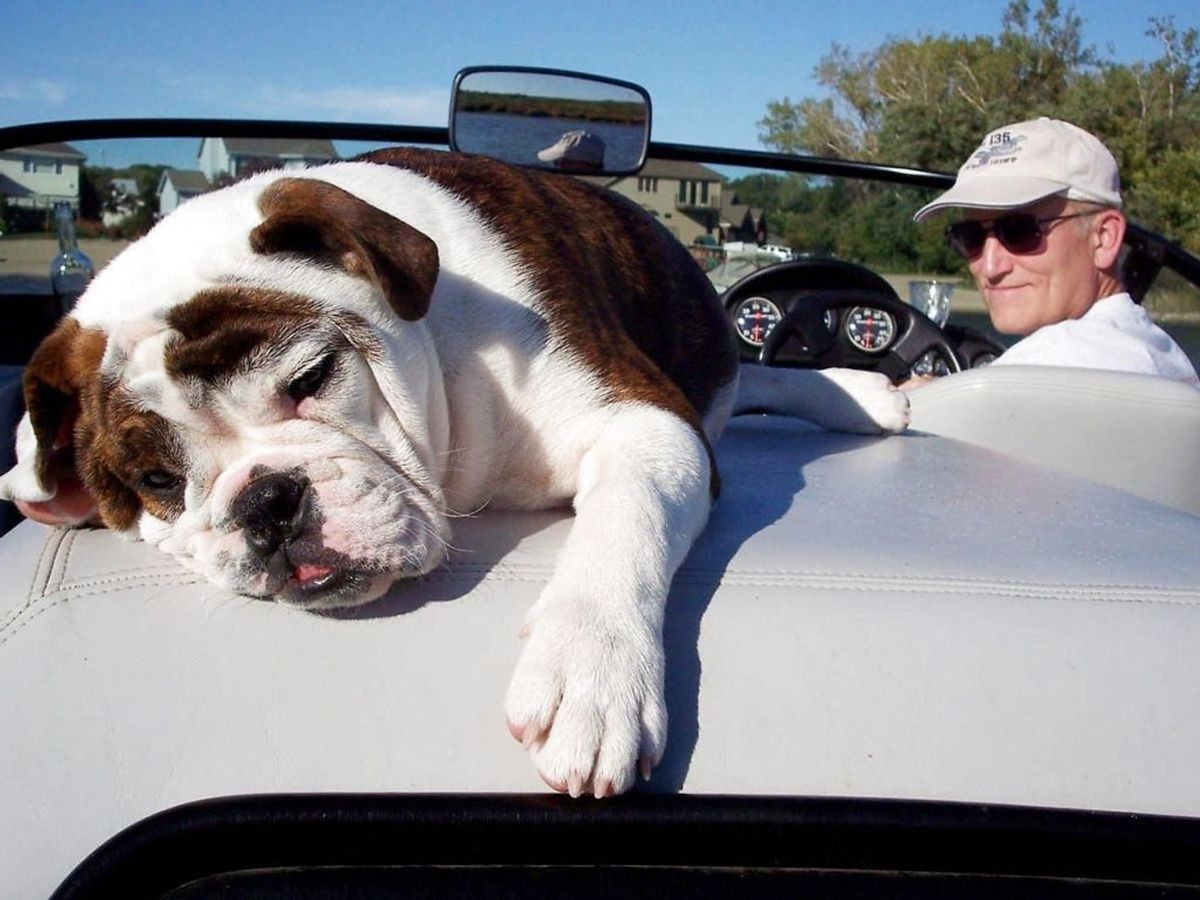 Randy Gurchin og hans old English Bulldog, Lucy. Den race indtager 6. pladsen. Foto: Kelley Gurchin/Handout /Scanpix.