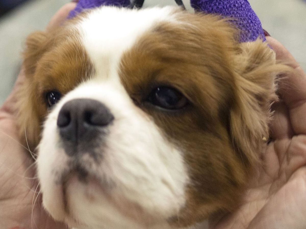 Teddy på fire er en Cavalier King Charles Spaniel. Teddy er med sine artsfæller på 5. pladsen. Foto: Keith Bedford/Scanpx.