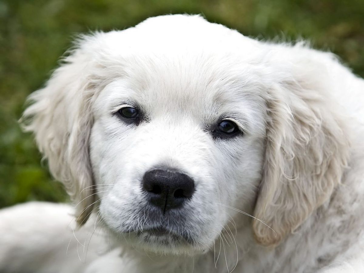 Den populære golden retriever ender på tredjepladsen. Foto: Liselotte Sabroe/Scanpix.