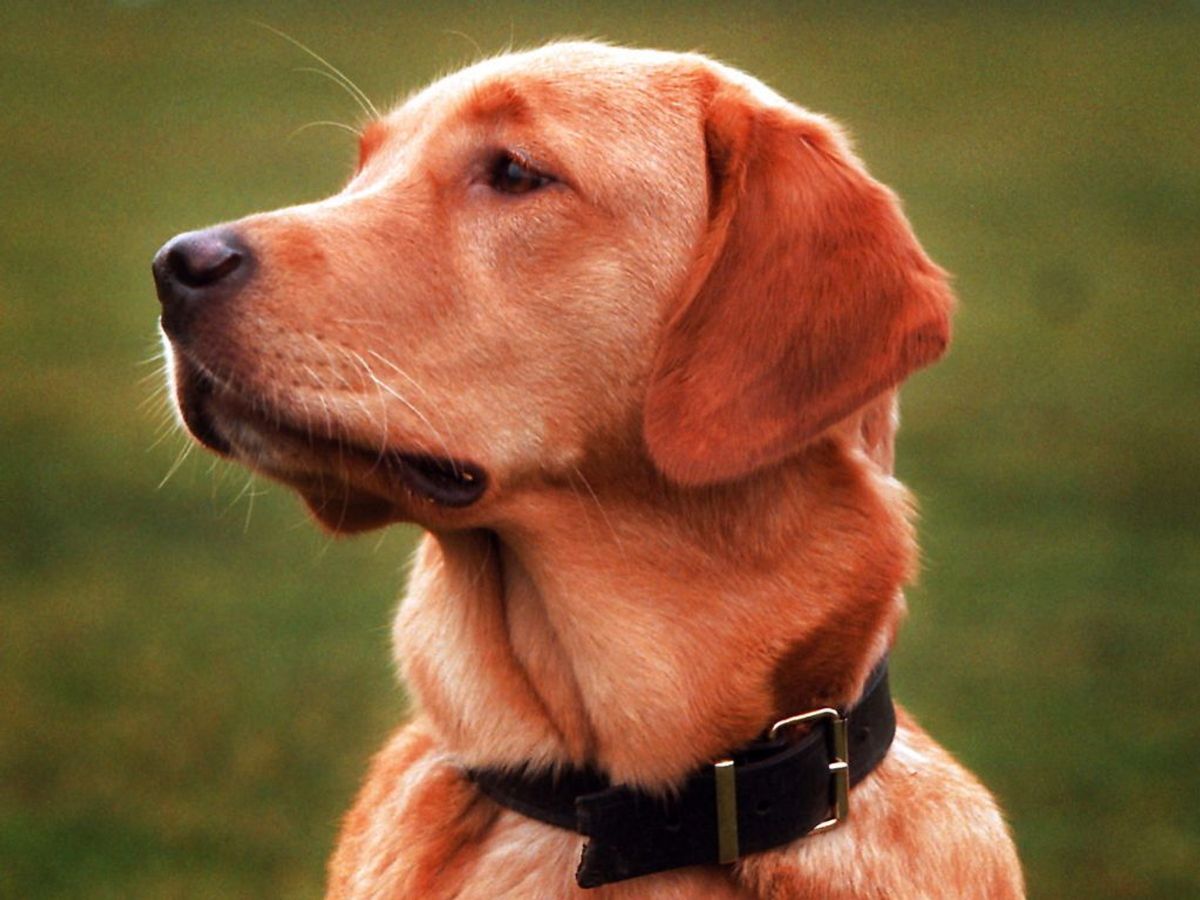 2: Labrador retriever. Foto: Liselotte Sabroe/Nf-Nf/Ritzau Scanpix