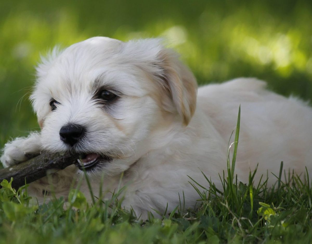 Årets højdespringer på forsikringssiden er selskabshunden bichon havanais (se billede). En lille livlig hund med en blød pels, der findes i forskellige farver. Den ender på plads nummer 1. Foto: Colourbox