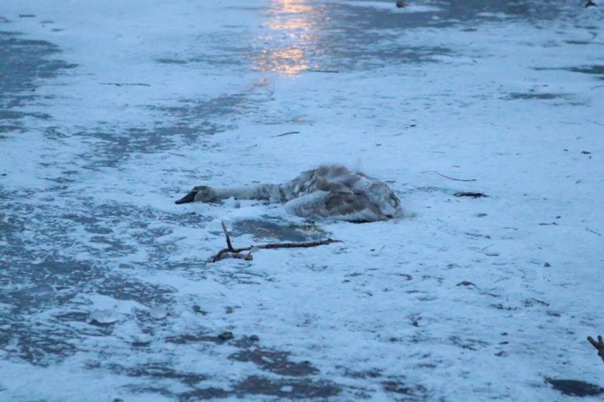 Flere svaner dør i kulden, når søerne fryser til is. Foto: Presse-fotos.dk.