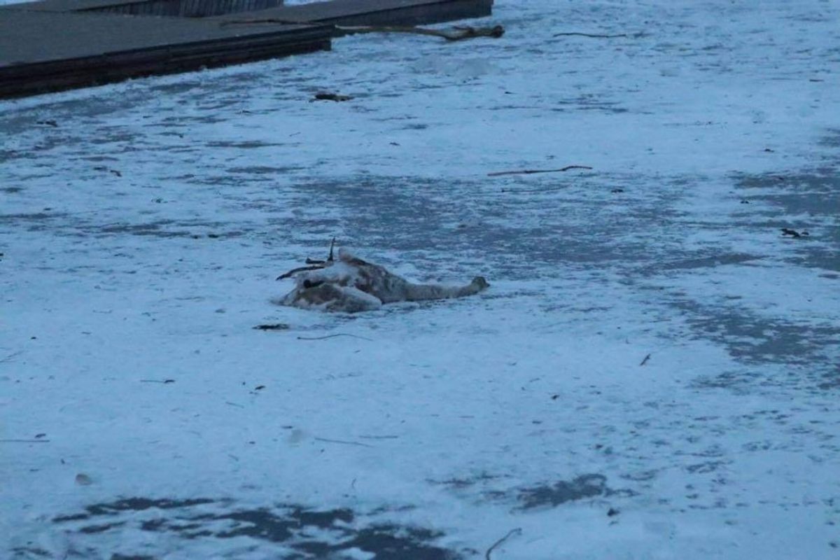 Flere svaner dør i kulden, når søerne fryser til is. Foto: Presse-fotos.dk.