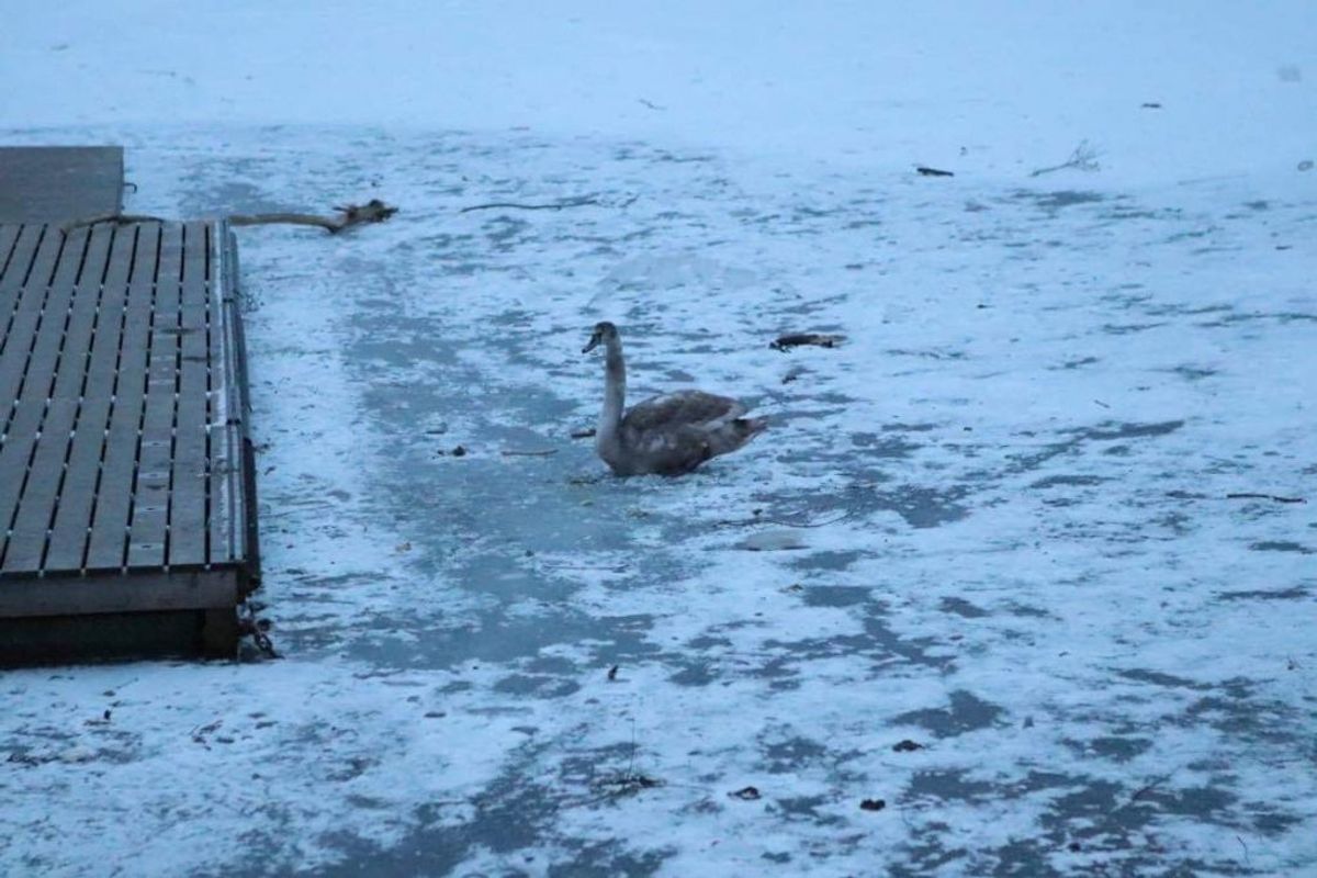 Flere svaner dør i kulden, når søerne fryser til is. Foto: Presse-fotos.dk.