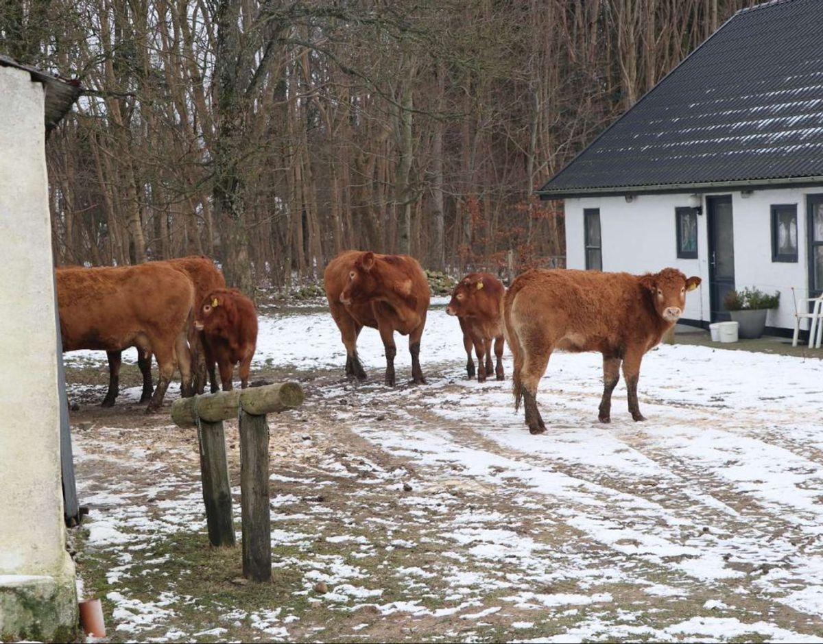 Det lykkedes ejeren at redde sit kvæg ud af en brændende stald. LIK for flere billeder. Foto: Øxenholt Foto.