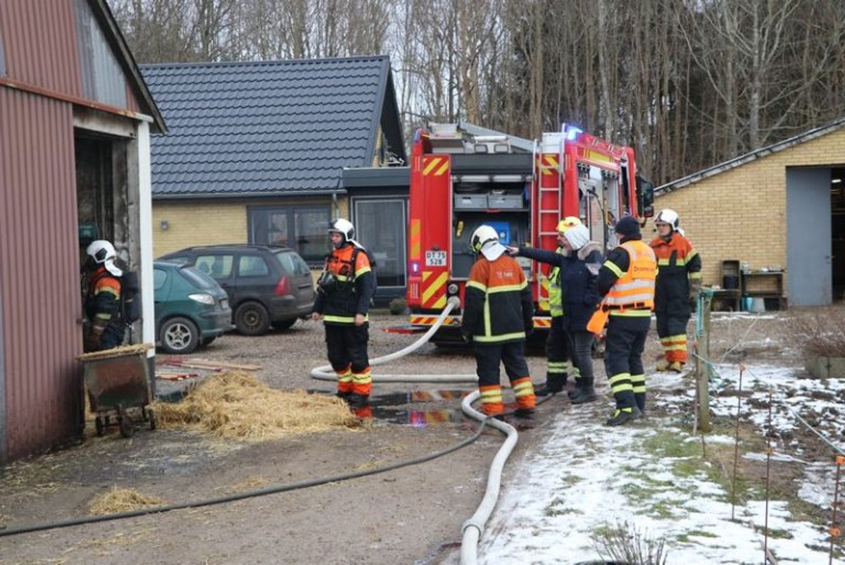 Det lykkedes ejeren at redde sit kvæg ud af en brændende stald. Foto: Øxenholt Foto.
