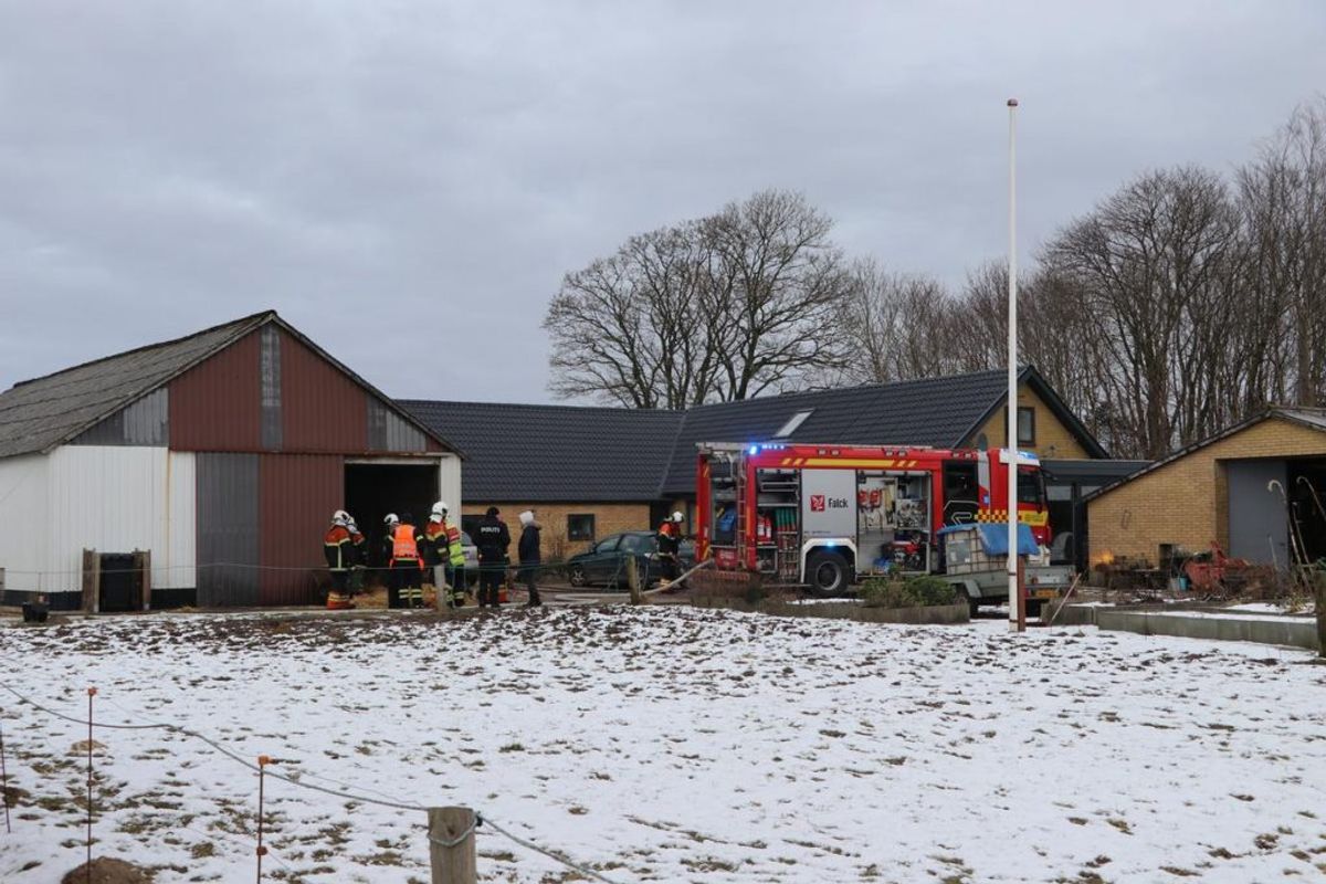Det lykkedes ejeren at redde sit kvæg ud af en brændende stald. Foto: Øxenholt Foto.