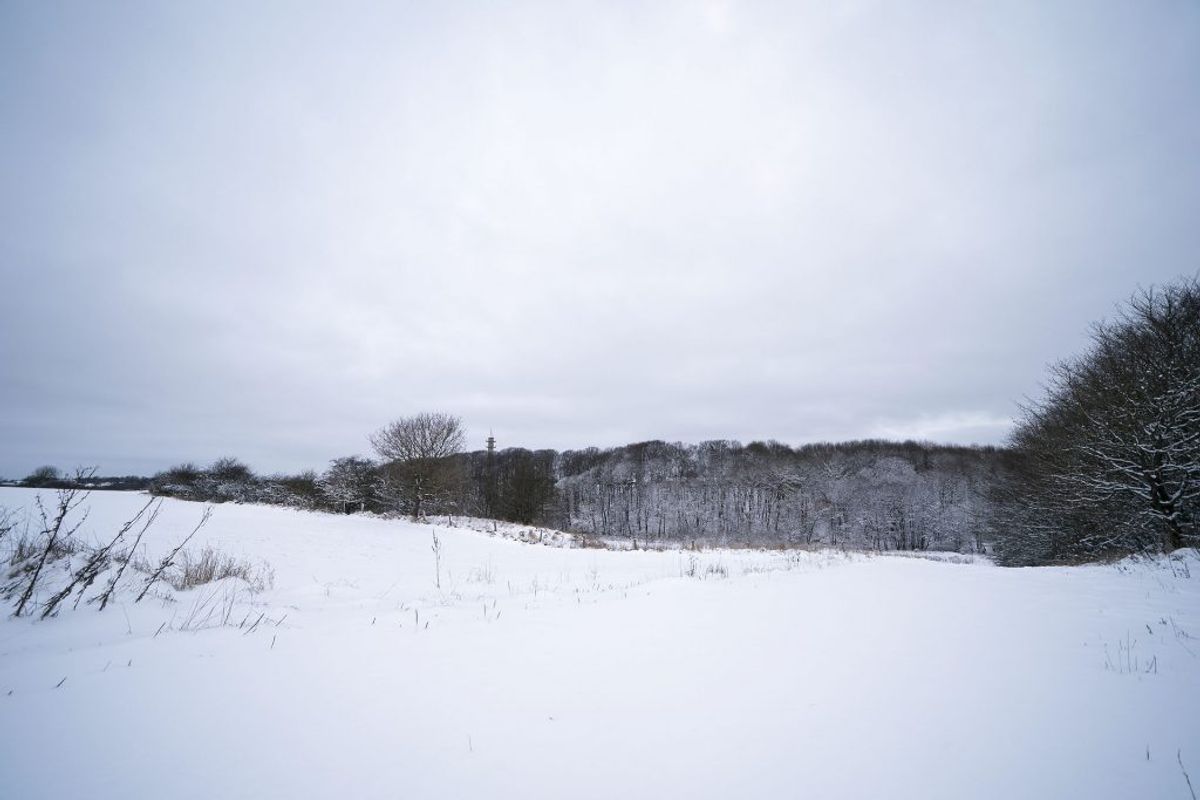 Snereportage fra Trekantområdet ved Kolding, torsdag den 4. februar 2021. Et snedækket naturområde lige uden for Kolding.. (Foto: Frank Cilius/Ritzau Scanpix)