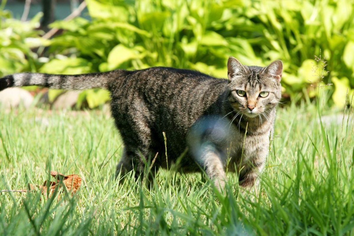 Er du træt af fremmede katte i din have? KLIK VIDERE OG SE, HVAD DU KAN GØRE. Foto: Scanpix
